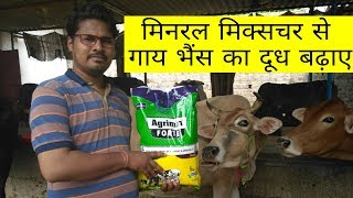 मिनरल मिक्सचर से गाय का दूध बढ़ाए  how to increase cow milk from mineral mixtures [upl. by Llorrad]