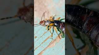 Earwigs how to identify these creepy pests  DoMyowncom [upl. by Oine887]