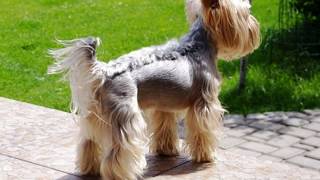 Different Yorkie Haircuts  Lots of Yorkshire terrier hair styles [upl. by Jens]