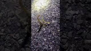 shorts creepycrawly arizona desert borderwall Large Scorpion in the Arizona Desert [upl. by Alemac]