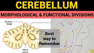 Cerebellum  2  Morphological amp Functional Divisions [upl. by Feola321]