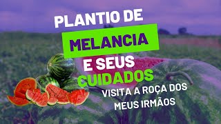 Plantio de 🍉 cuidados com a irrigação [upl. by Hennahane]