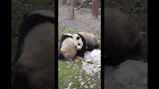 panda aventurero 🐼😂🤣 funny funnyanimals funnypanda animals animallover shorts [upl. by Innavoij]