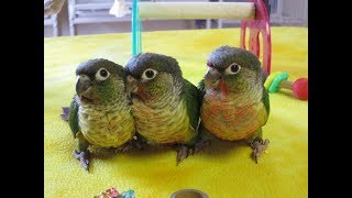 Yellow Sided Green Cheek Conure Babies  Negan Yoshi and 187 [upl. by Tedi332]