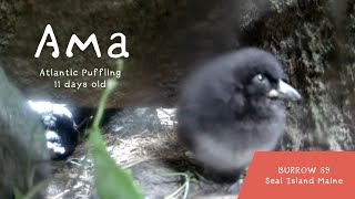 Burrow 59 Puffling Ama Up Close [upl. by Jacobba]