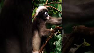 Meet the Dusky Leaf Monkey Natures ColorChanging Marvel [upl. by Nesto308]