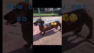 Wiener dog LimitlessGames4u funny trend trending fyp fypシ゚viral fypage goofyahh goviral [upl. by Brader276]