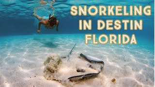 Snorkeling in Destin An Underwater Adventure [upl. by Aciretehs]