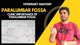 Paralumber Fossa in ruminants  Clinical veterinary anatomy [upl. by Sinnylg709]