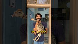 Mr Lobbo P4 shorts viral wildlife ostrich ostrichbird [upl. by Layla185]