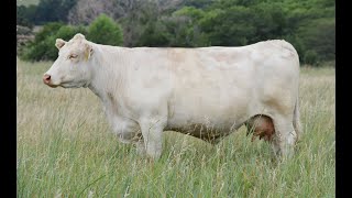 Myron Runft Charolais Dispersal Sale  Nov 17 2022 [upl. by Tito]