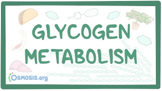 Glycogen metabolism [upl. by Haelem]