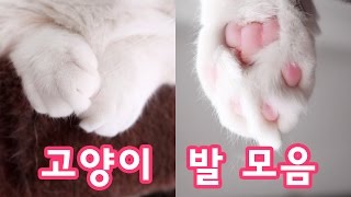 고양이 솜방망이 모음 Cat Paw Vines [upl. by Sivle]