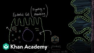 What is viral gastroenteritis  Gastrointestinal system diseases  NCLEXRN  Khan Academy [upl. by Portwine119]