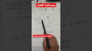 cyclic amp pathway gpcr signal transduction shots [upl. by Eenal]