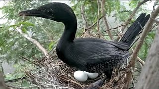 Little Cormorant Bird Looks Around Before Sitting in The Nest To See if Anyone is Coming or Notbird [upl. by Henriette711]