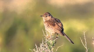 Sage Thrasher [upl. by Suoicerp]