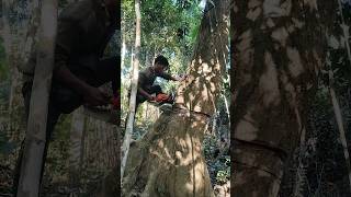 Stihl ms382 big wood cutting down stihlms382 woodcutting shortvideo [upl. by Dnalhsa]