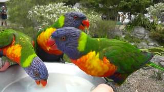 Rainbow Lorikeet Feeding [upl. by Bolanger]