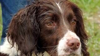 Lo Springer Spaniel Inglese [upl. by Assyli]