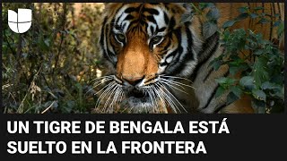 Alerta por un tigre suelto en la frontera escapó de un zoológico a pocos metros del río Bravo [upl. by Nayrb709]