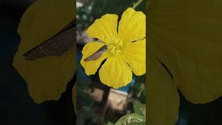 nature  mutualism Symbioticrelationship between flower and butterflybee [upl. by Leissam]