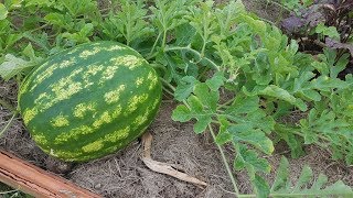 Como Y Cuando Cosechar Sandias En El Huerto  La Huertina De Toni [upl. by Goer]