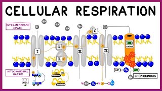 Cellular Respiration Glycolysis Krebs Cycle amp the Electron Transport Chain [upl. by Iran]