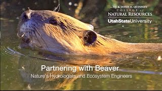 Partnering With Beaver Natures Hydrologists and Ecosystem Engineers [upl. by Zetneuq144]