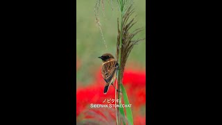 ノビタキ Siberian Stonechat [upl. by Pearline]