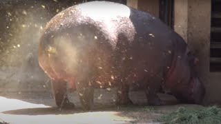 AMAZING HIPPO POOPING SPINNING TAIL  ONE OF A KIND FOUNTAIN BURST OF EPIC PROPORTIONS [upl. by Adym324]