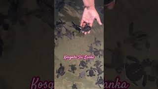 Kosgoda Sri Lanka 🇱🇰 🇱🇰🇱🇰🐢🐢🐢  Kosgoda sea turtle conservation project trending [upl. by Shama]