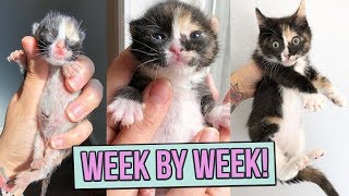 Learn How Baby Kittens Grow 08 Weeks [upl. by Bever]