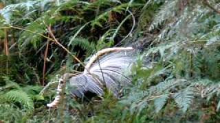 Lyre bird mimicking a kookaburra among others [upl. by Shellans]