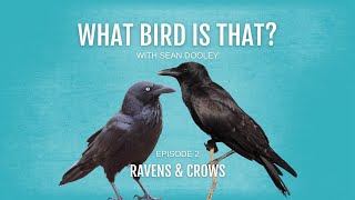 What bird is that Ravens amp Crows [upl. by Devan33]