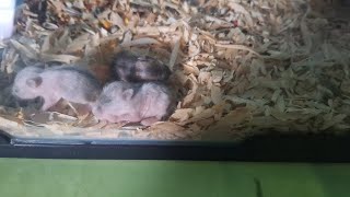 cara bayi hamster makan hamster [upl. by Alcott137]