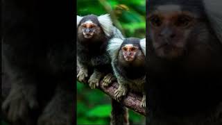 Bearded emperor tamarin vs common marmoset Jollycerealtonight [upl. by Maller]