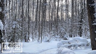 Winter Walking Through the Alaska Birch Forest [upl. by Bowden720]