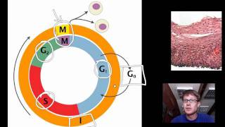 Cell Cycle Mitosis and Meiosis [upl. by Merce]