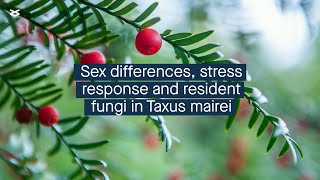 Sex affects the stress response and fungal community in Taxus mairei [upl. by Becca]