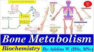 Bone metabolism bone remodeling metabolism biochemistry university 2024 newcurriculum [upl. by Ion]