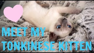 MEET MY TONKINESE KITTEN [upl. by Sparkie]