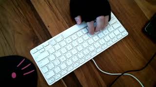 ASMR Typing Keyboard  No talking  23 minutes No43 [upl. by Kenny]