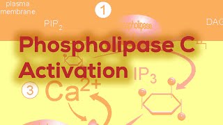 Phospholipase C  IP3 amp DAG [upl. by Aceber]