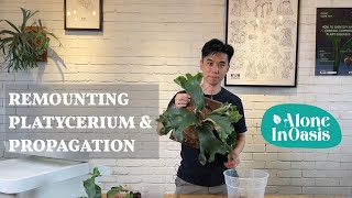 How to Propagate a Platycerium Staghorn Fern  Remounting Freshly depup Staghorn [upl. by Rombert90]