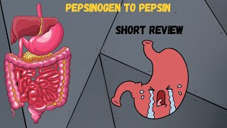 How Pepsinogen is converted to Pepsin HCL and Gastrin Protein digestion [upl. by Maillij564]