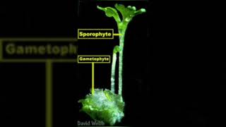 sporophytes vs gametophyte biology [upl. by Avirt]