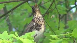 rastas räkättirastas laulaa  Turdus pilaris [upl. by Delinda344]