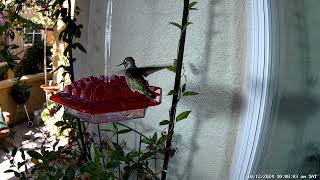 Male Annas hummingbird with pin feathers [upl. by Morrill]