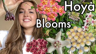 How I Get My Hoyas to Bloom amp General Care Tips [upl. by Adnerol]